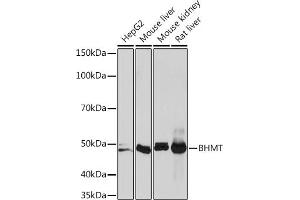 Western blot analysis of extracts of various cell lines, using BHMT Rabbit mAb (ABIN7265882) at 1:1000 dilution. (BHMT anticorps)