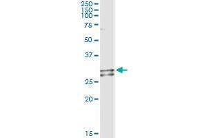 Immunoprecipitation of NDUFS3 transfected lysate using anti-NDUFS3 monoclonal antibody and Protein A Magnetic Bead , and immunoblotted with NDUFS3 MaxPab rabbit polyclonal antibody.