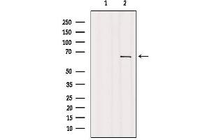 Western blot analysis of extracts from COS-7, using GNL3L Antibody. (GNL3L anticorps)