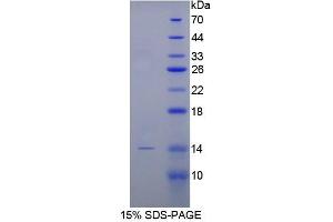 SDS-PAGE analysis of Rabbit BMP2 Protein. (BMP2 Protéine)
