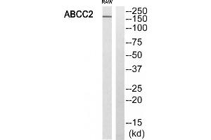 Western blot analysis of extracts from RAW264. (ABCC2 anticorps  (Internal Region))