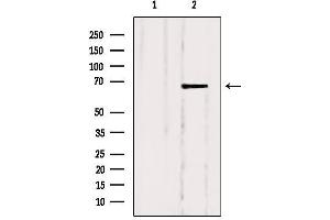 Western blot analysis of extracts from Hela, using SLC5A6 Antibody. (SLC5A6 anticorps  (C-Term))