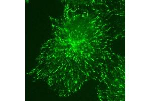 KT36 immunofluorescent staining for EB3 over expressed COS7 cells. (MAPRE3 anticorps)
