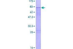 Image no. 1 for Zinc Finger Protein 436 (ZNF436) (AA 1-470) protein (GST tag) (ABIN1326194)