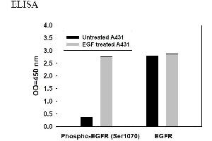 Image no. 3 for Epidermal Growth Factor Receptor (EGFR) ELISA Kit (ABIN625221) (EGFR Kit ELISA)