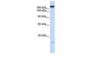 Image no. 1 for anti-Carbamoyl-Phosphate Synthetase 2, Aspartate Transcarbamylase, and Dihydroorotase (CAD) (AA 2018-2067) antibody (ABIN6738212)