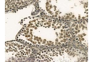 DAZAP1 Mouse Monoclonal Antibody at 1/100 staining mouse testis tissue by IHC-P. (DAZAP1 anticorps)