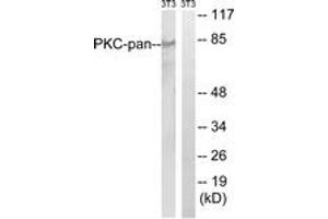 Western blot analysis of extracts from NIH-3T3 cells, treated with PMA 250ng/ml 15', using PKC-pan (Ab-Thr497) Antibody. (PKC anticorps  (Thr497))