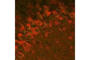 Expression of GABRA2 in mouse cerebellum - Immunohistochemical staining of mouse formalin-fixed frozen cerebellum sections with Anti-GABA(A) α2 Receptor Antibody (ABIN7043186, ABIN7044297 and ABIN7044298).