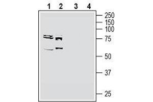 Western blot analysis of human MCF-7 breast adenocarcinoma cell line lysate (lanes 1 and 3) and human K562 myelogenous leukemia cell line lysate (lanes 2 and 4): - 1, 2.