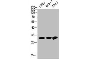 Western Blot analysis of L929 MCF7 A549 cells using NQO1 Polyclonal Antibody (NQO1 anticorps  (C-Term))