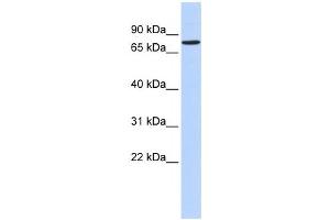 Western Blotting (WB) image for anti-Regulatory Factor X 2 (RFX2) antibody (ABIN2458290) (RFX2 anticorps)