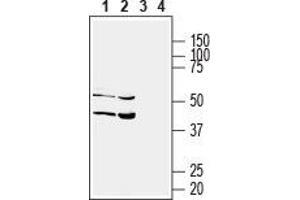 Western blot analysis of human HT-29 colorectal adenocarcinoma (lanes 1 and 3) and human HepG2 liver hepatome (lanes 2 and 4) cell lysates: - 1,2.