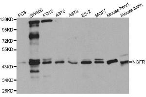 Western blot analysis of extracts of various cell lines, using NGFR antibody. (NGFR anticorps  (C-Term))