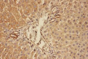Anti-C5/C5a antibody, IHC(P) IHC(P): Rat Liver Tissue