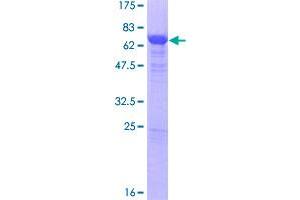 Image no. 1 for GA Repeat Binding Protein, beta 1 (GABPB1) (AA 1-395) protein (GST tag) (ABIN1354639)
