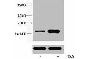 Western blot analysis of extracts from Hela cells, untreated (-) or treated, 1:2000. (HIST1H3A/HIST2H3A/H3F3A (H3K56ac) anticorps)