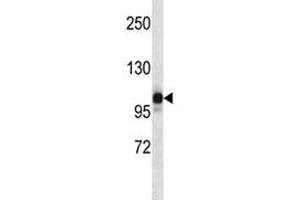 NLRP12 antibody western blot analysis in human placenta tissue lysate.