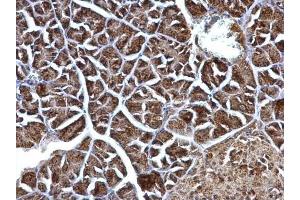 IHC-P Image ERAB antibody detects ERAB protein at mitochondria on mouse pancreas by immunohistochemical analysis.