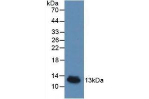 Detection of Recombinant IL8, Porcine using Monoclonal Antibody to Interleukin 8 (IL8) (IL-8 anticorps  (AA 26-103))