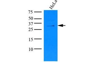 Western Blotting (WB) image for anti-Potassium Channel Tetramerisation Domain Containing 15 (KCTD15) (AA 1-234), (N-Term) antibody (ABIN487356) (KCTD15 anticorps  (N-Term))