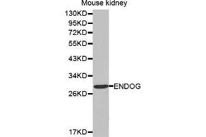 Western Blotting (WB) image for anti-Endonuclease G (ENDOG) (AA 49-297) antibody (ABIN6213901) (Endonuclease G anticorps  (AA 49-297))