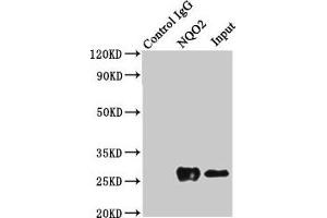Immunoprecipitating NQO2 in K562 whole cell lysate Lane 1: Rabbit control IgG (1? (NQO2 anticorps  (AA 1-231))