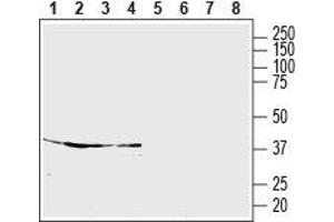 Western blot analysis of rat cortex (lanes 1 and 5), rat cerebellum (lanes 2 and 6), rat hippocampus (lanes 3 and 7) and mouse brain (lanes 4 and 8) lysates: - 1-4. (S1PR5 anticorps  (Extracellular, N-Term))