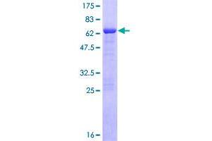 Image no. 1 for Growth Arrest-Specific 2 (GAS2) (AA 1-313) protein (GST tag) (ABIN1354803)