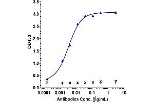 Immobilized human IFN γ His at 4 μg/mL can bind Anti-IFNg Reference Antibody (AMG 811), EC50=0. (Recombinant Interferon gamma anticorps)