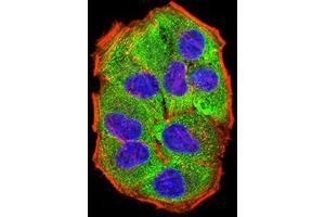 Immunofluorescence analysis of Hela cells using PRKAG3 mouse mAb (green).