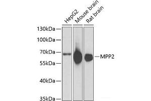 Western blot analysis of extracts of various cell lines using MPP2 Polyclonal Antibody at dilution of 1:1000. (MPP2 anticorps)