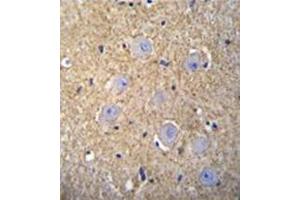 Immunohistochemistry analysis in formalin fixed and paraffin embedded human brain tissue reacted with OR2T3 Antibody (C-term) followed which was peroxidase conjugated to the secondary antibody and followed by DAB staining.