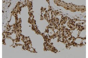 ABIN6277514 at 1/100 staining Rat lung tissue by IHC-P. (Geminin anticorps  (Internal Region))