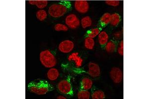 Immunofluorescent staining of paraformaldehyde-fixed HepG2 cells with Albumin Monospecific Mouse Monoclonal Antibody (ALB/2356)followed by goat anti-Mouse IgG-CF488 (Green).