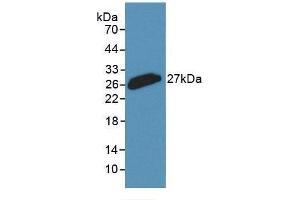 Detection of Recombinant CLU, Rabbit using Monoclonal Antibody to Clusterin (CLU) (Clusterin anticorps  (AA 226-447))
