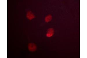 ABIN6267585 staining COS cells by ICC/IF.