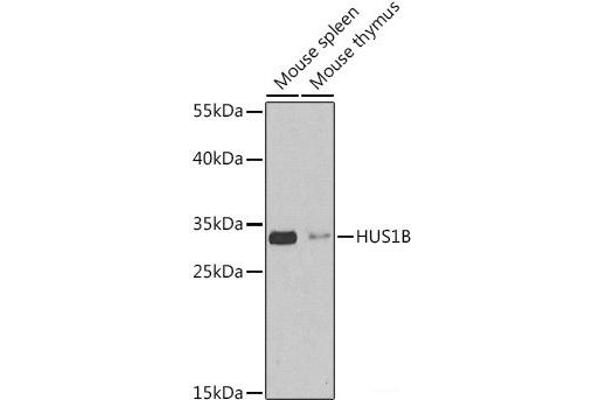 HUS1B anticorps