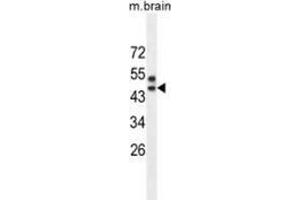 Western blot analysis in mouse brain tissue lysates (35ug/lane) using SPRED3 Antibody (N-term). (SPRED3 anticorps  (N-Term))