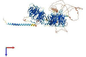 AlphaFold protein structure predicition of Mouse Recombinant Stxbp5 Protein, UniprotID Q8K400