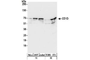 Western Blotting (WB) image for anti-CD1d Molecule (CD1D) (AA 75-125) antibody (ABIN7453055)