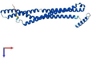 AlphaFold protein structure predicition of Human Recombinant BIN3 Protein, UniprotID Q9NQY0