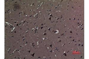 Immunohistochemistry (IHC) analysis of paraffin-embedded Human Brain, antibody was diluted at 1:100. (AAT (Internal Region) anticorps)