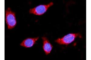 IF analysis of HMGCS2 using anti-HMGCS2 antibody (ABIN7599435). (HMGCS2 anticorps  (AA 1-487))