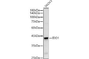 Western blot analysis of extracts of SKOV3 cells, using IDO1 Rabbit pAb antibody (ABIN3022248, ABIN3022249, ABIN1513093 and ABIN6218692) at 1:500 dilution. (IDO1 anticorps  (AA 204-403))