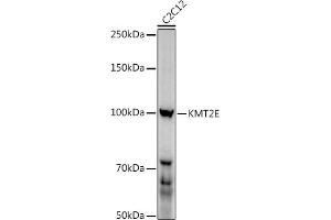 Western blot analysis of extracts of C2C12 cells, using (ABIN6131786, ABIN6142983, ABIN6142984 and ABIN6221745) at 1:1000 dilution. (MLL5/KMT2E anticorps  (AA 200-500))
