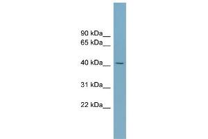 WB Suggested Anti-SLC30A8 Antibody Titration:  0.