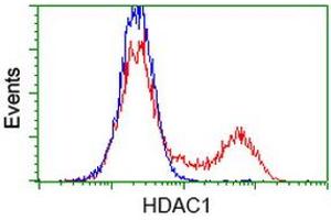 Flow Cytometry (FACS) image for anti-Histone Deacetylase 1 (HDAC1) antibody (ABIN1498605) (HDAC1 anticorps)