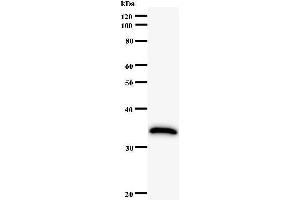 Western Blotting (WB) image for anti-Human Immunodeficiency Virus Type I Enhancer Binding Protein 1 (HIVEP1) antibody (ABIN931132) (HIVEP1 anticorps)