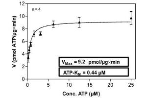 Image no. 1 for Discoidin Domain Receptor tyrosine Kinase 2 (DDR2) (AA 422-855) (Active) protein (His-GST) (ABIN5570020)